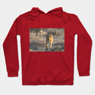 Namibia. Etosha National Park. Lioness. Hoodie